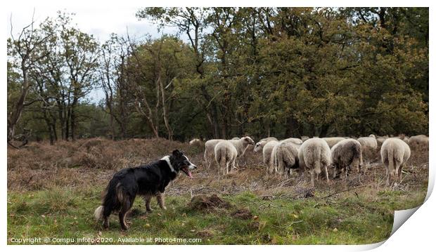 a border collie lies on the ground while herding a flock of sheep Print by Chris Willemsen