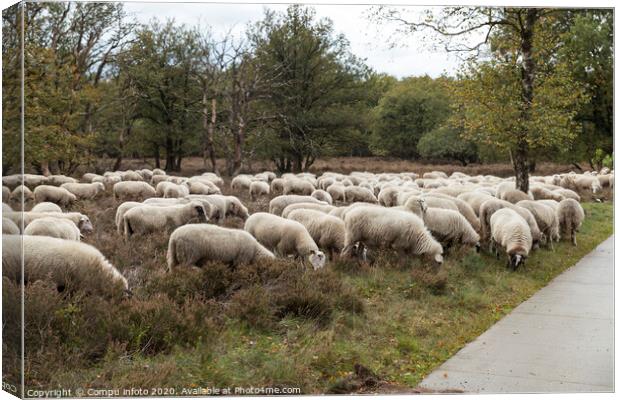 flock of sheep grazing on the veluwe Canvas Print by Chris Willemsen