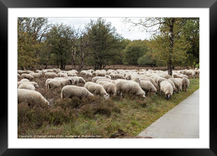 flock of sheep grazing on the veluwe Framed Mounted Print by Chris Willemsen