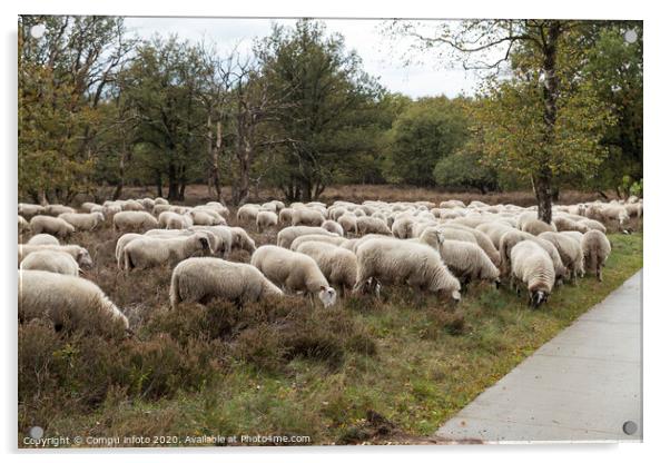 flock of sheep grazing on the veluwe Acrylic by Chris Willemsen