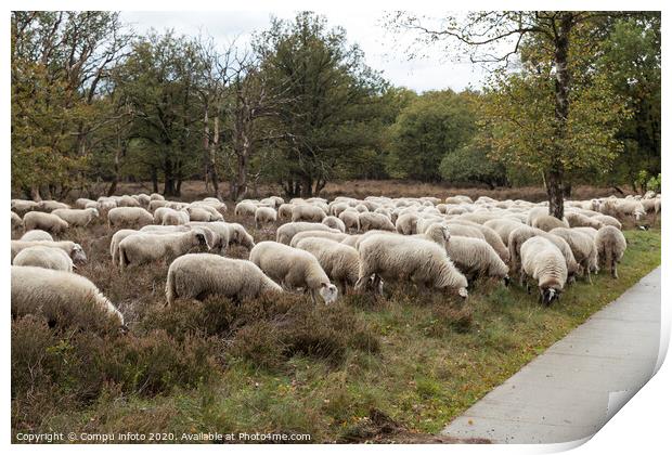 flock of sheep grazing on the veluwe Print by Chris Willemsen