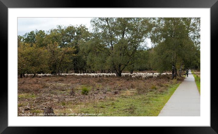 Shepard with flock of sheep grazing Framed Mounted Print by Chris Willemsen