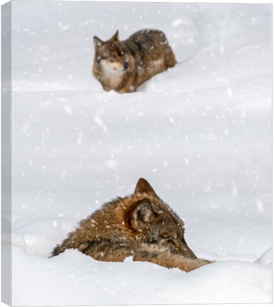 Two Wolves in the Snow in Winter Canvas Print by Arterra 