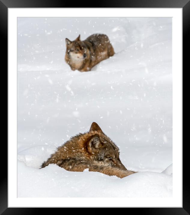 Two Wolves in the Snow in Winter Framed Mounted Print by Arterra 