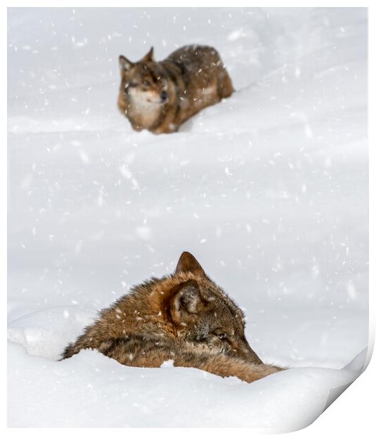 Two Wolves in the Snow in Winter Print by Arterra 