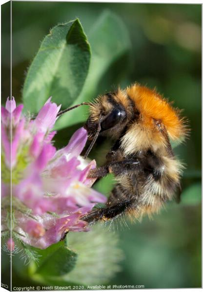 Common Carder Bee Canvas Print by Heidi Stewart