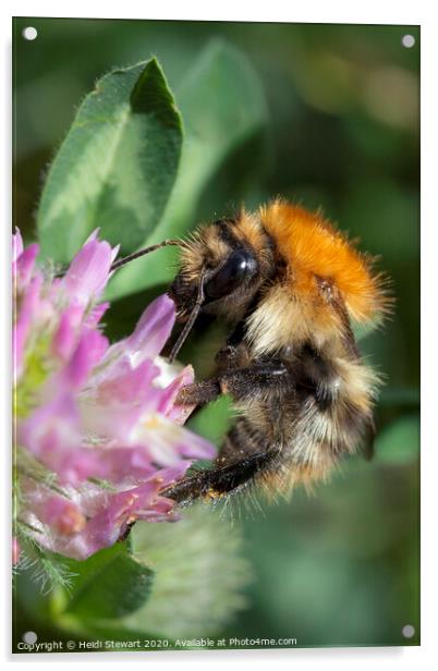 Common Carder Bee Acrylic by Heidi Stewart