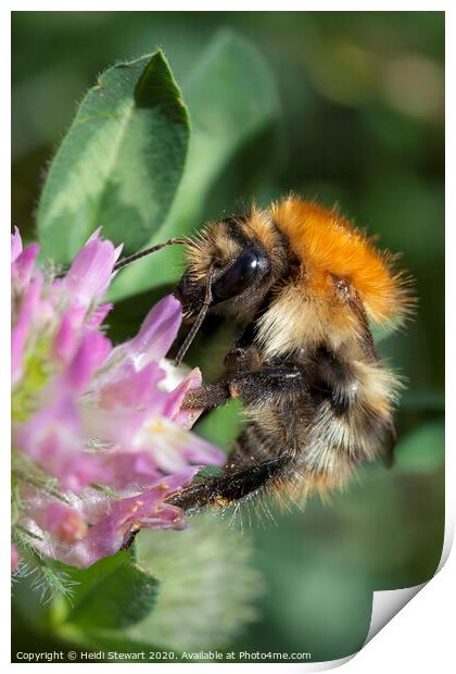 Common Carder Bee Print by Heidi Stewart
