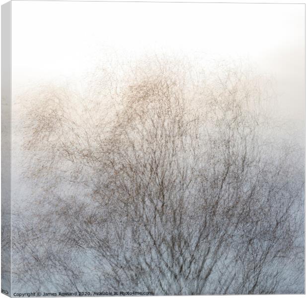 Tree 1 Canvas Print by James Rowland