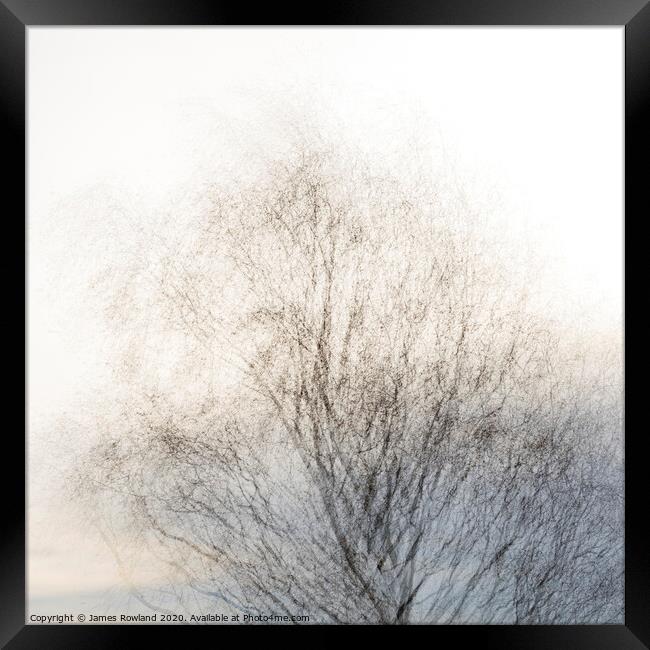 Tree 2 Framed Print by James Rowland
