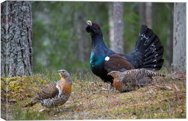 Western Capercaillie Cock and Hens Canvas Print by Arterra 