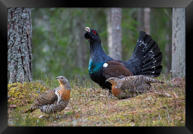 Western Capercaillie Cock and Hens Framed Print by Arterra 