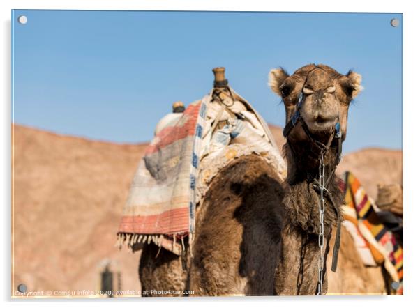 a camel in the desert with mountains as background Acrylic by Chris Willemsen