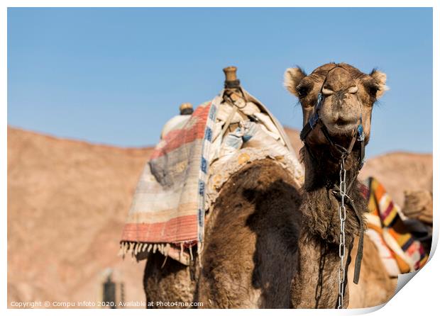 a camel in the desert with mountains as background Print by Chris Willemsen
