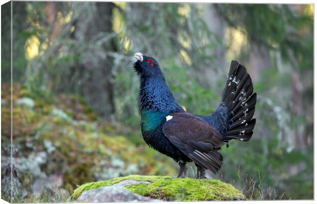 Western Capercaillie in Forest Canvas Print by Arterra 