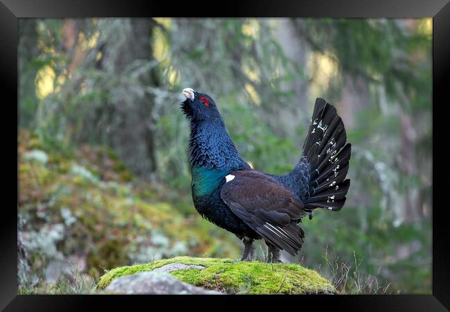 Western Capercaillie in Forest Framed Print by Arterra 