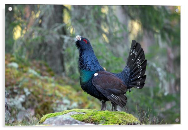 Western Capercaillie in Forest Acrylic by Arterra 