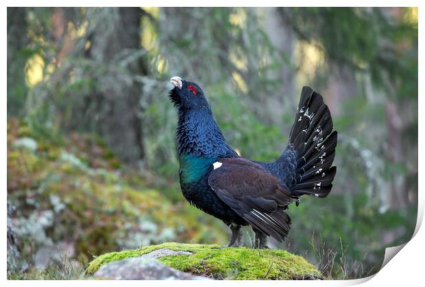Western Capercaillie in Forest Print by Arterra 