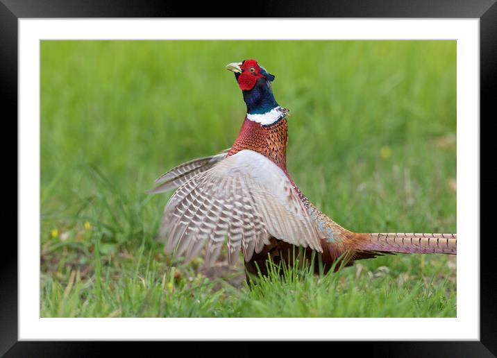 Common Pheasant Courting in Meadow Framed Mounted Print by Arterra 