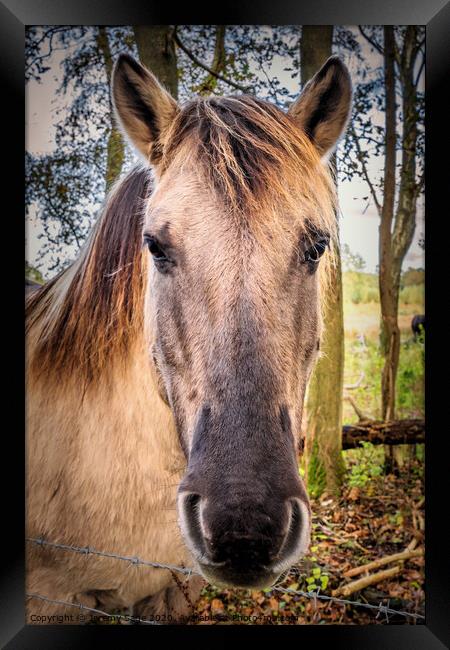 Konik horse Framed Print by Jeremy Sage