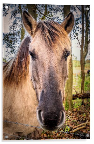 Konik horse Acrylic by Jeremy Sage