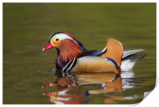 Mandarin Duck Print by Arterra 