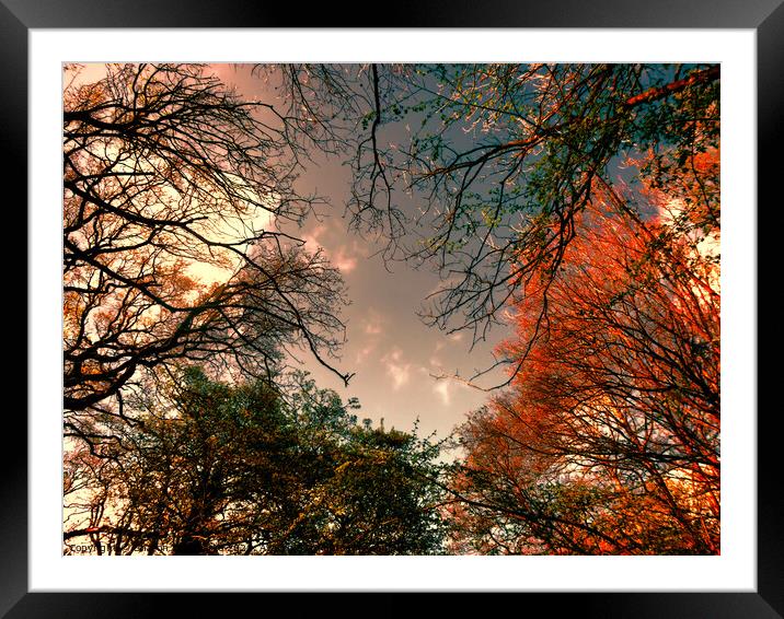Autumn storms Framed Mounted Print by Sharon Lisa Clarke