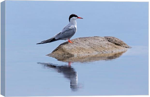 Arctic Tern Canvas Print by Arterra 