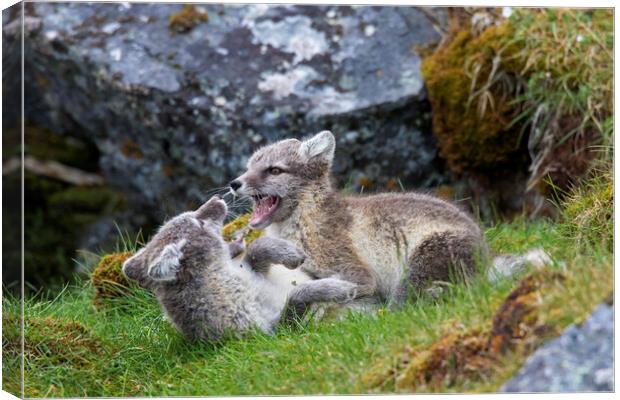 Two Arctic Fox Kits Playing Canvas Print by Arterra 