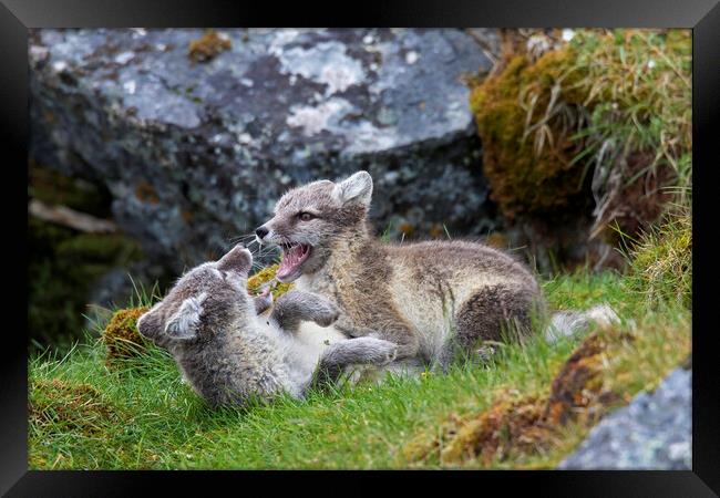 Two Arctic Fox Kits Playing Framed Print by Arterra 