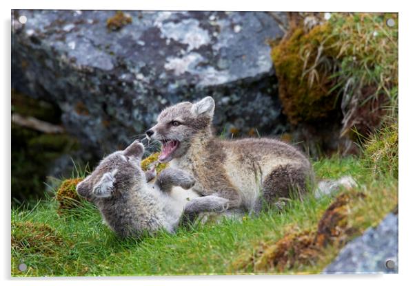 Two Arctic Fox Kits Playing Acrylic by Arterra 