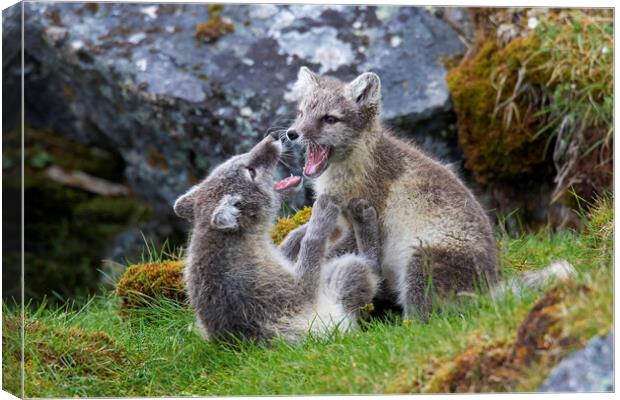 Two Arctic Fox Cubs Playing Canvas Print by Arterra 
