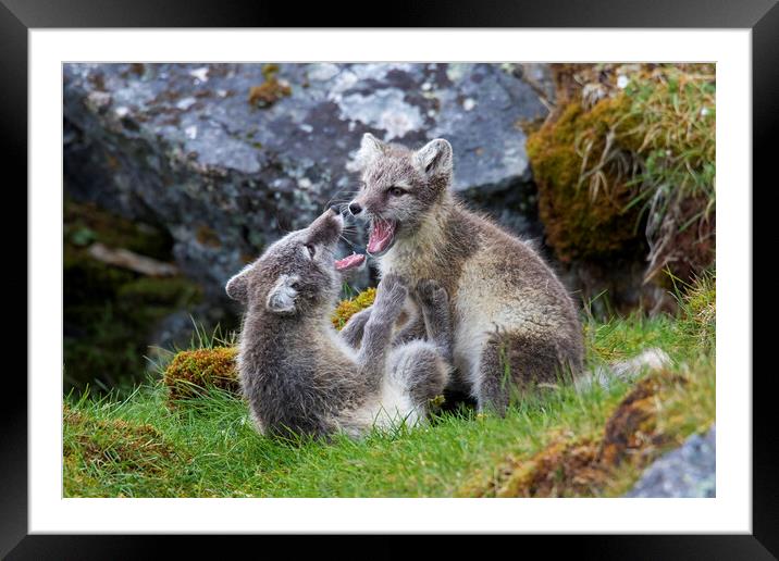 Two Arctic Fox Cubs Playing Framed Mounted Print by Arterra 