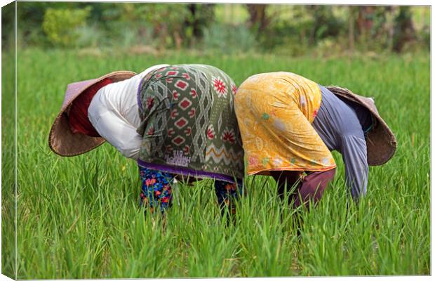 Two Indonesian Women Working in Rice Field Canvas Print by Arterra 