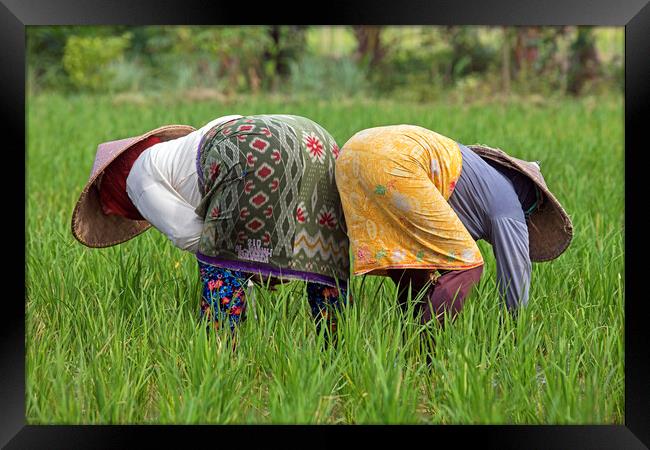 Two Indonesian Women Working in Rice Field Framed Print by Arterra 