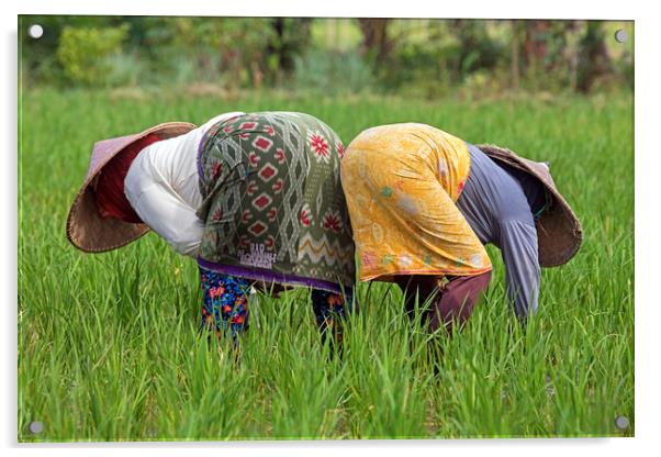 Two Indonesian Women Working in Rice Field Acrylic by Arterra 