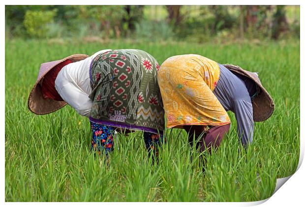 Two Indonesian Women Working in Rice Field Print by Arterra 