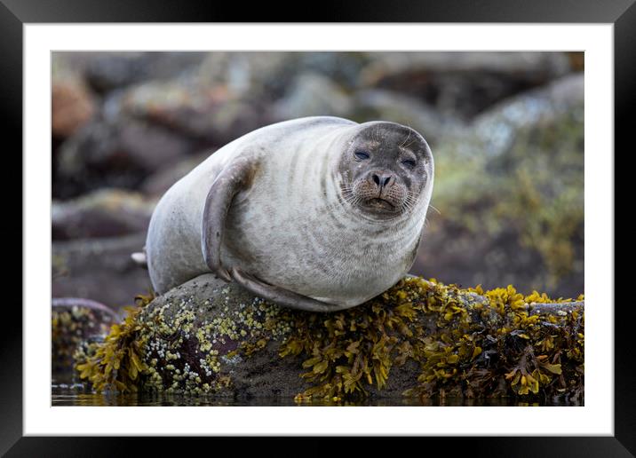 Common Seal on Rock Framed Mounted Print by Arterra 