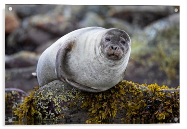 Common Seal on Rock Acrylic by Arterra 