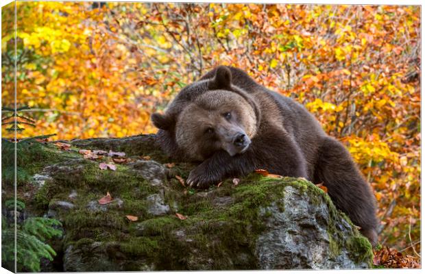 European Brown Bear in Autumn Forest Canvas Print by Arterra 