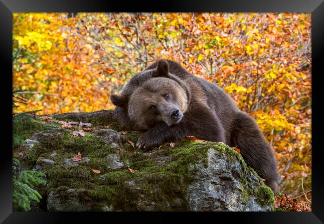 European Brown Bear in Autumn Forest Framed Print by Arterra 
