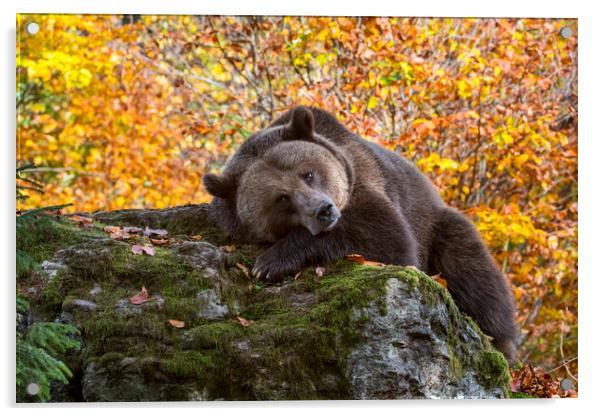 European Brown Bear in Autumn Forest Acrylic by Arterra 