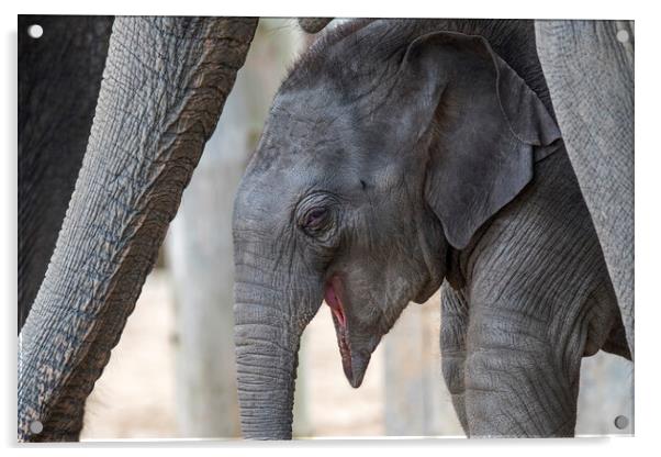 Laughing Elephant Calf Acrylic by Arterra 