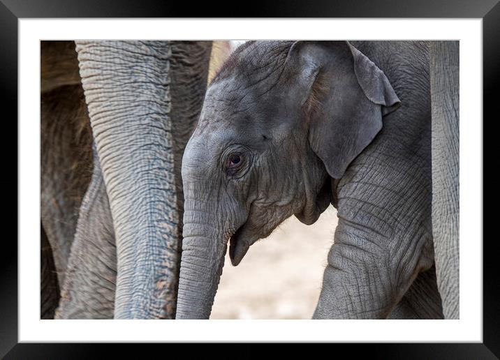 Asian Baby Elephant Framed Mounted Print by Arterra 