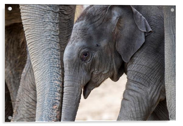 Asian Baby Elephant Acrylic by Arterra 