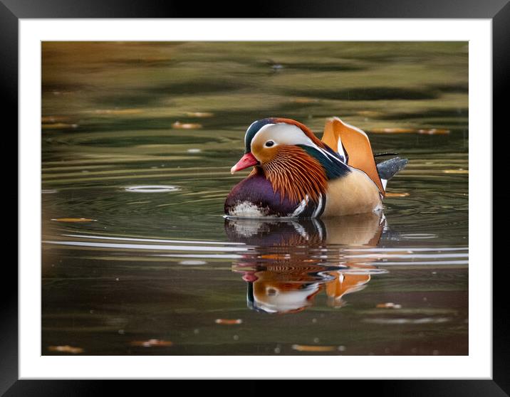 Majestic Mandarin Duck in Autumn Rain Framed Mounted Print by Roger Dutton