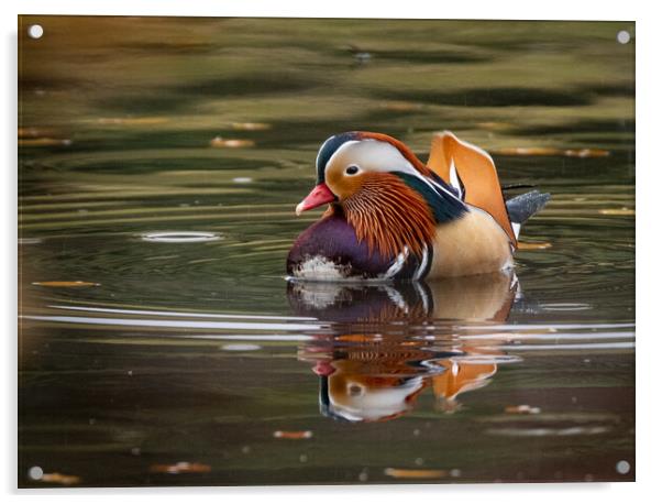 Majestic Mandarin Duck in Autumn Rain Acrylic by Roger Dutton