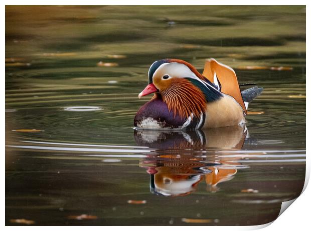 Majestic Mandarin Duck in Autumn Rain Print by Roger Dutton