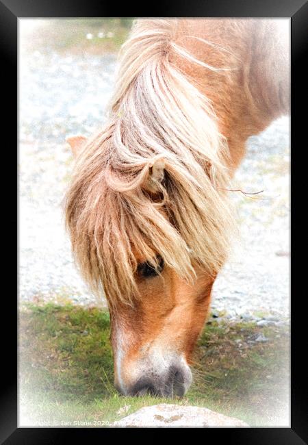 Dartmoor pony Framed Print by Ian Stone
