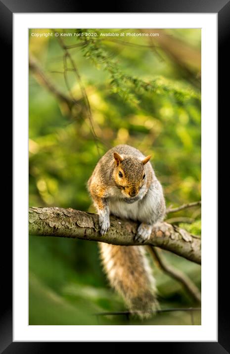 Squirrel on a branch Framed Mounted Print by Kevin Ford